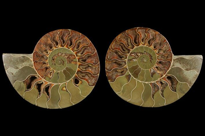 Agatized Ammonite Fossil - Madagascar #111525